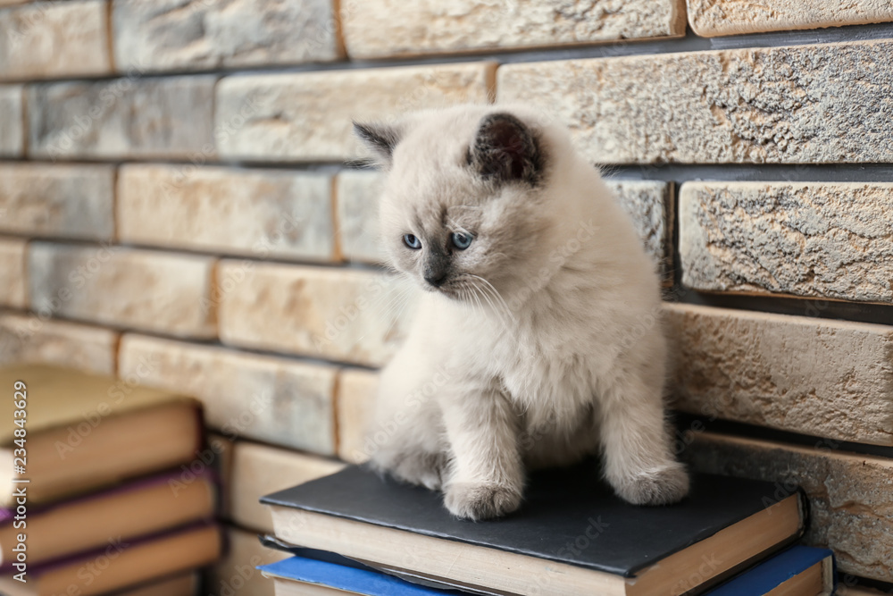 Cute little kitten on stack of books at home