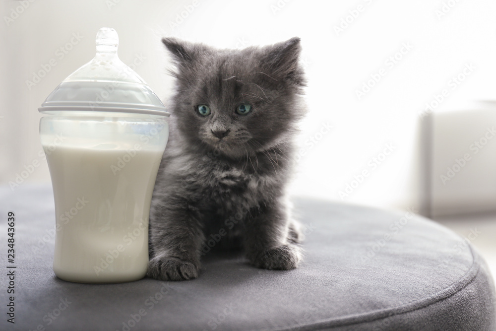 可爱的小猫靠近家里的牛奶瓶