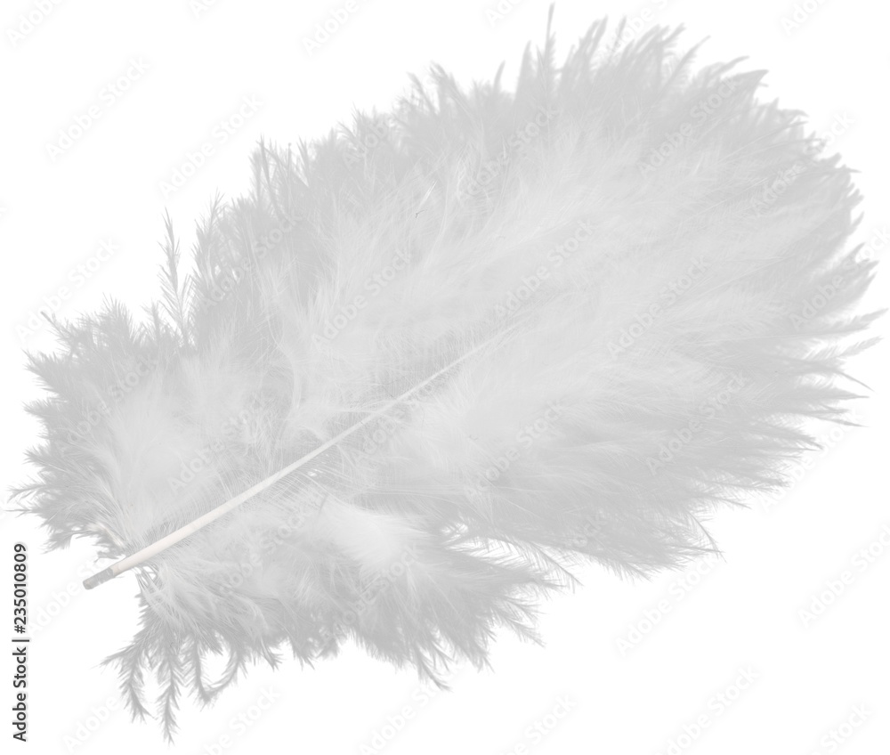 White Feather Isolated