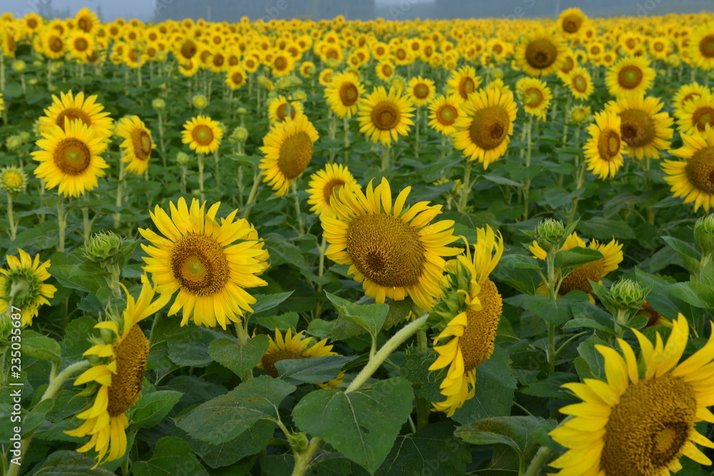 Sunflowers in the field