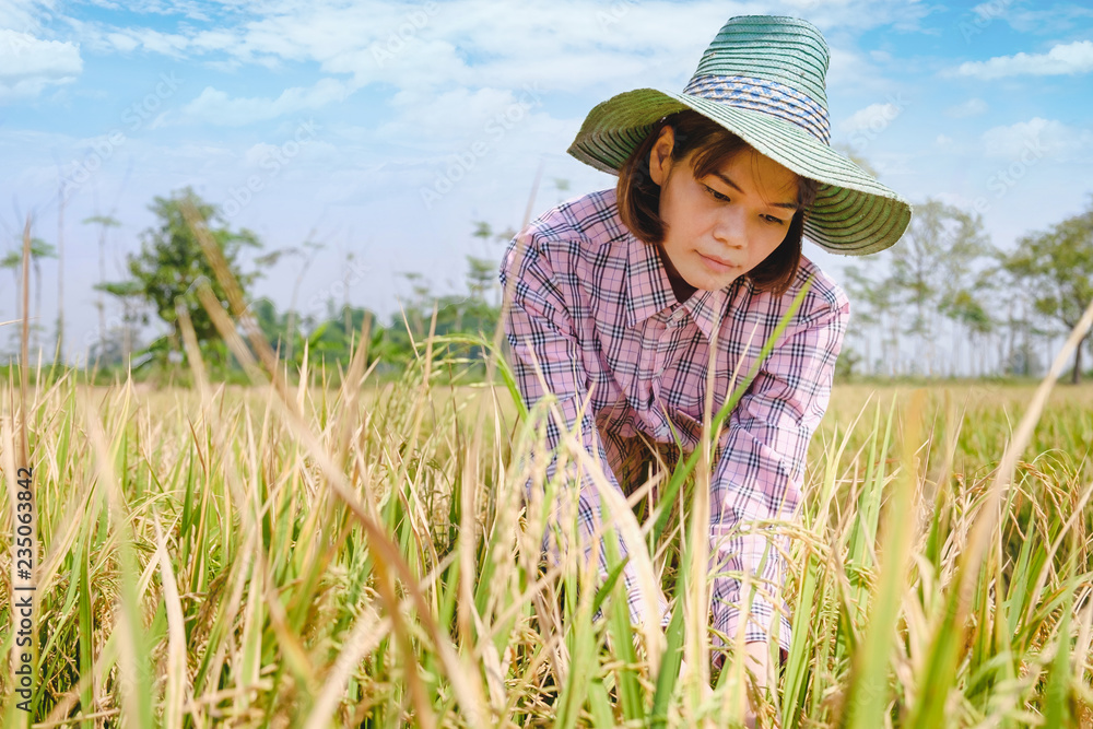 Happy farmer woman harvest rice paddy field with blue sky