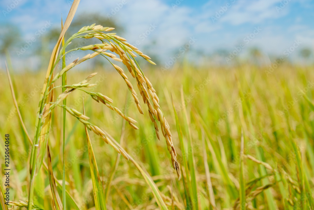 Paddy Rice field at north Thailand, Raw nature food background copy space