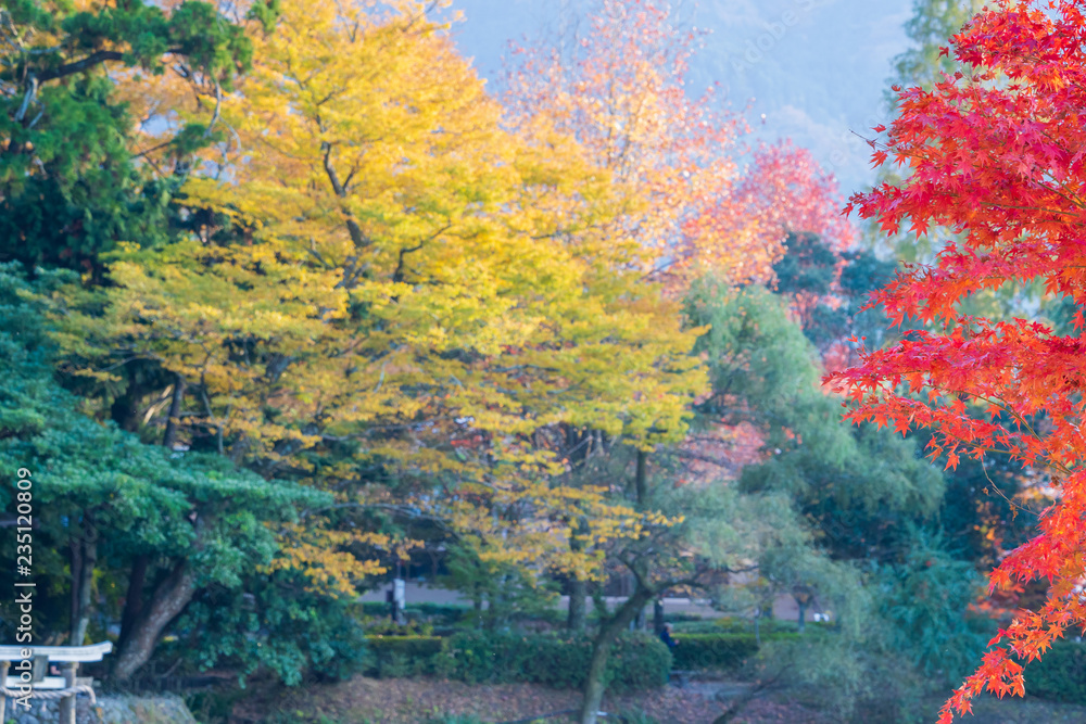 美丽的红色枫叶和日本torii，在秋天的阳光明媚的日子里，在日本大田的金林湖，bl