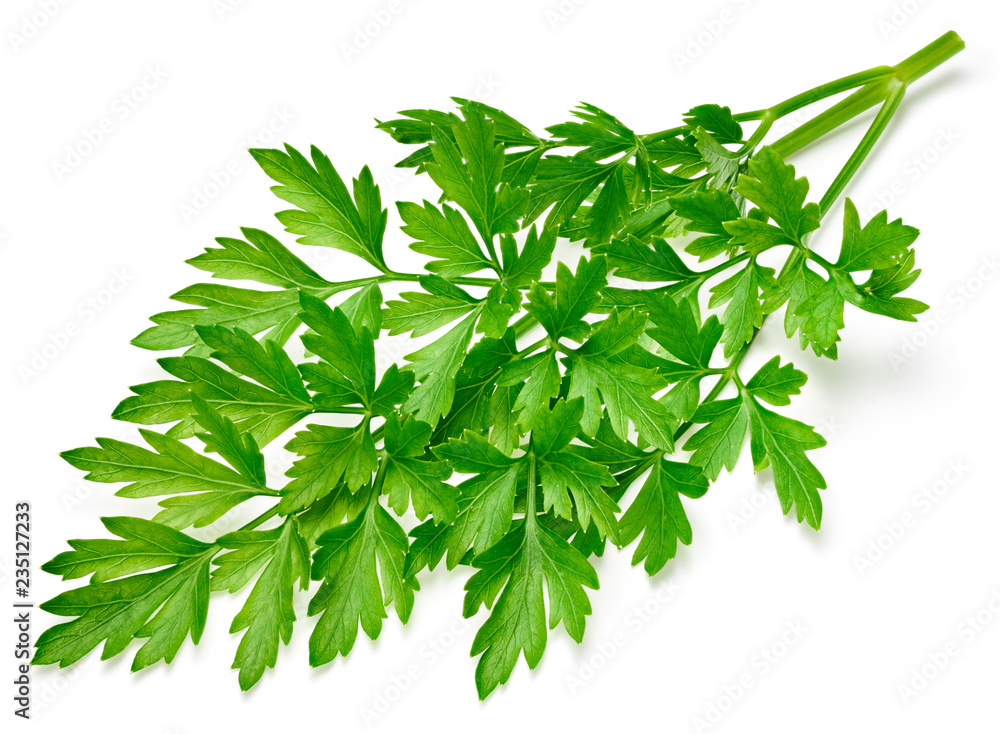 白色隔离的Parsley