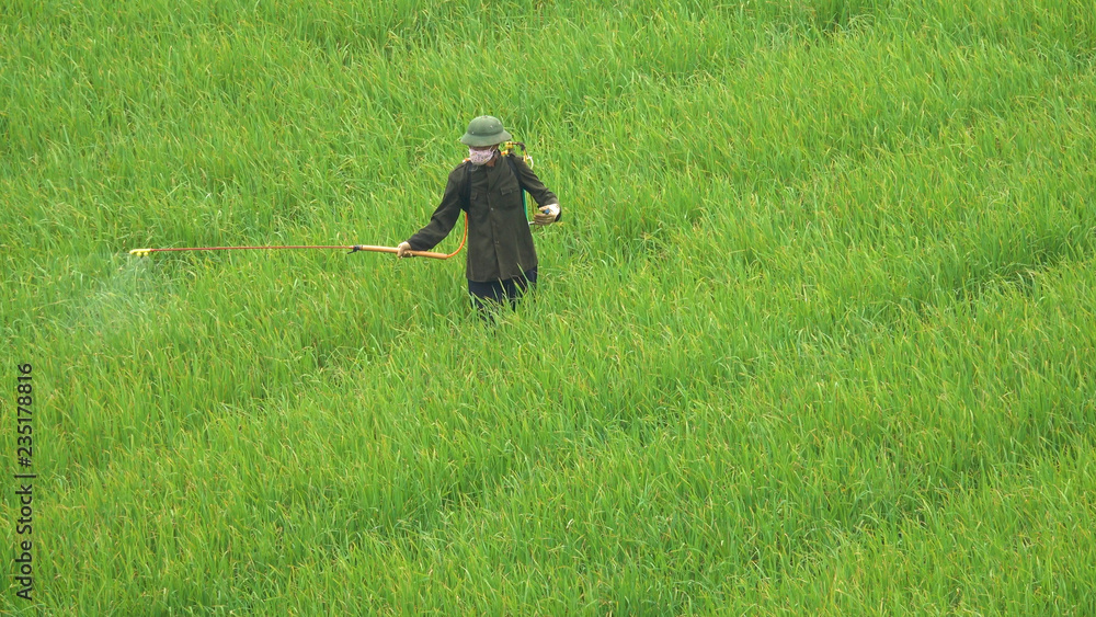 Male farmer walking around with a sprayer and watering the lush rice paddy.