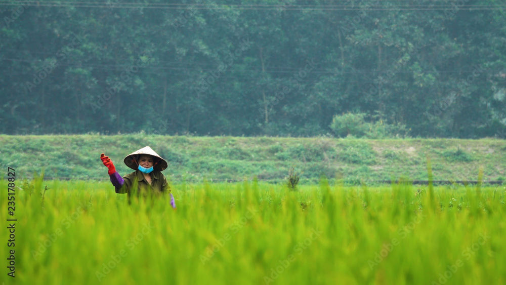 DOF: Woman working on cultivating rice on her large farm in idyllic Vietnam.