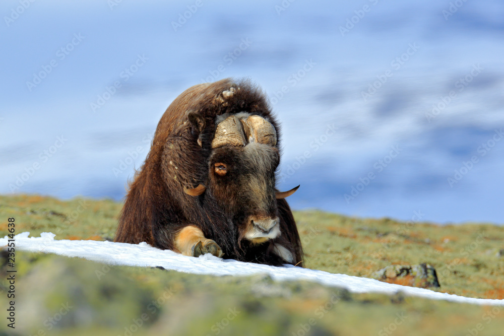 Musk Ox, Ovibos moschatus, with mountain and snow in the background, big animal in the nature habita