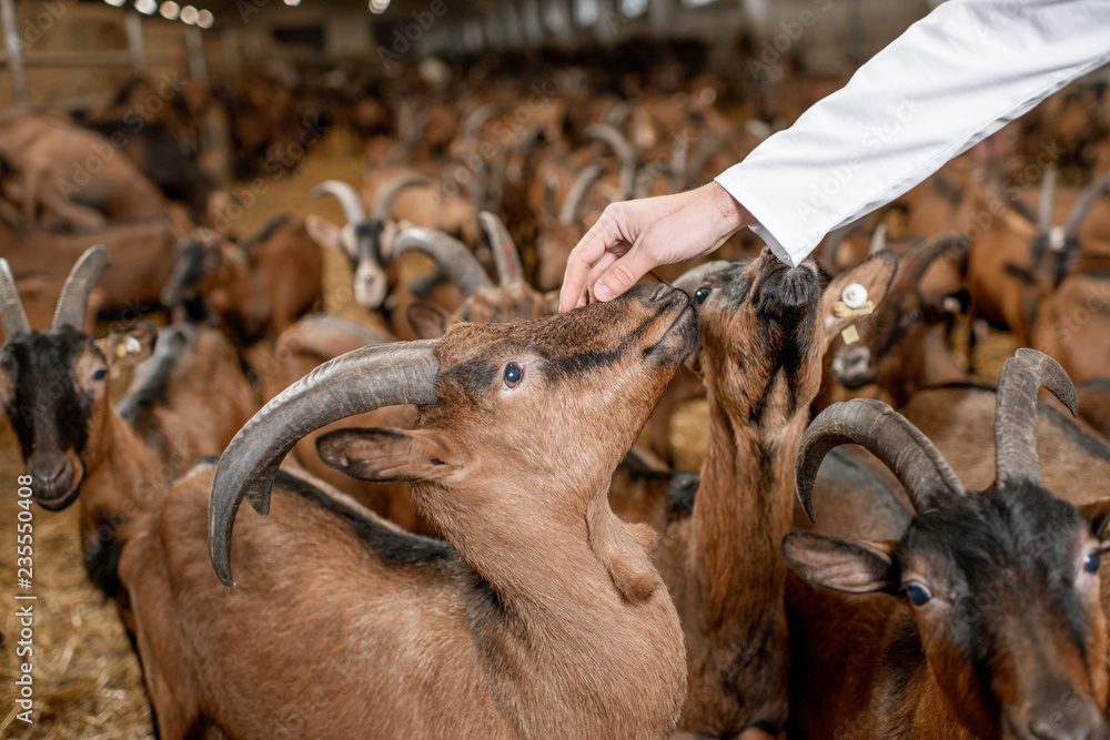 Veterinarian stroking with hand beautiful goats of alpine breed in the stable of a milk farm. Close-