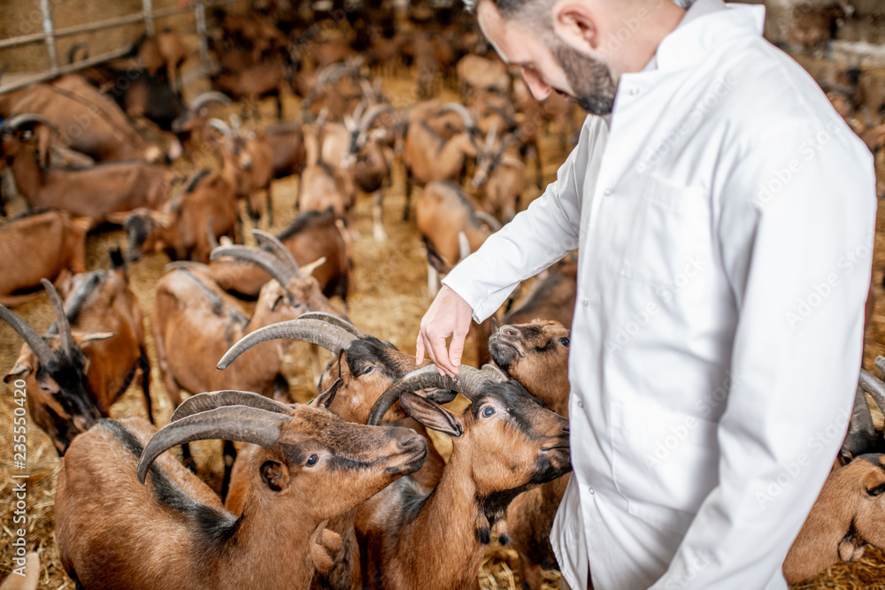 Male veterinarian in uniform taking care of the beautiful goats of alpine breed in the big stable of