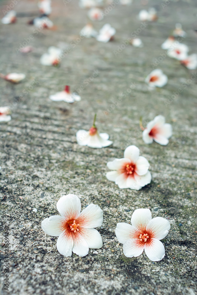 春天泡桐花