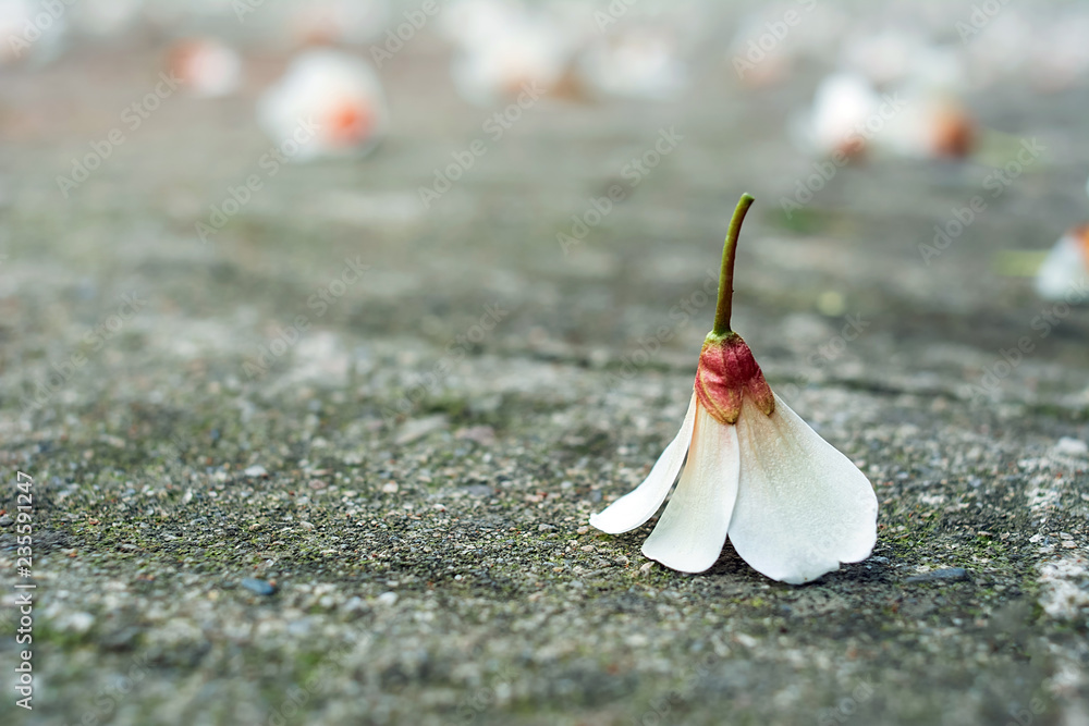 Spring paulownia flower