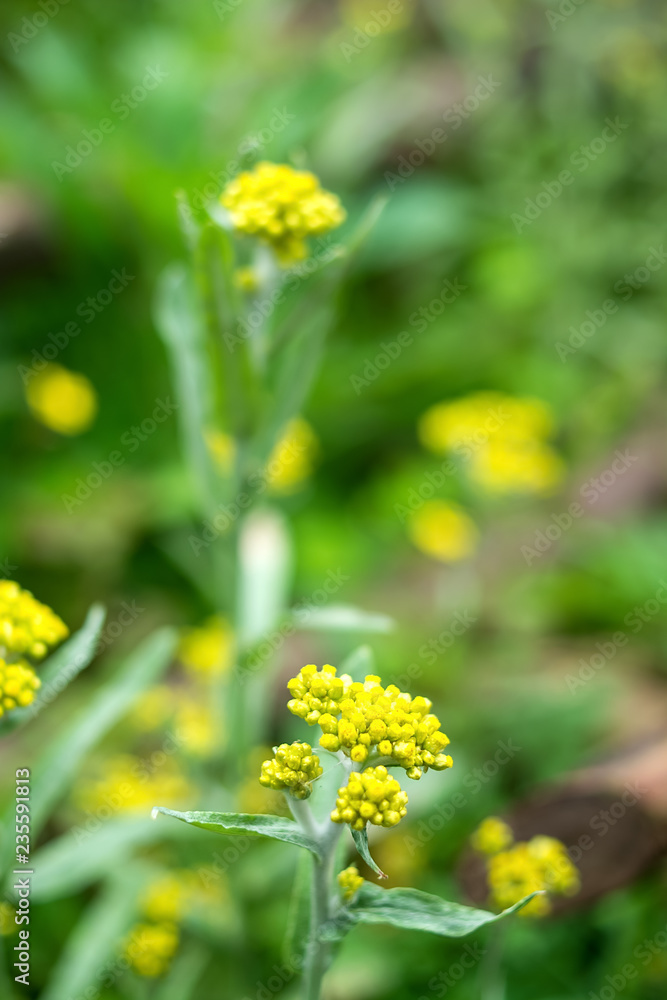 中草药