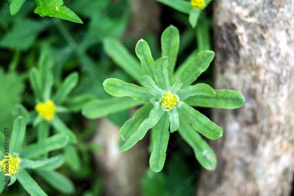 中草药