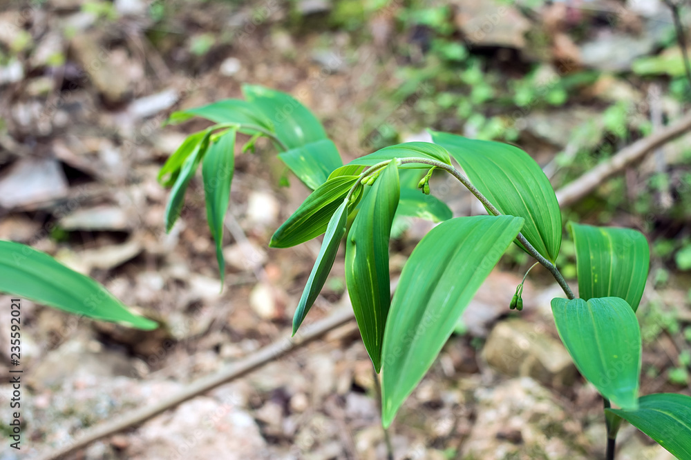 中草药黄精