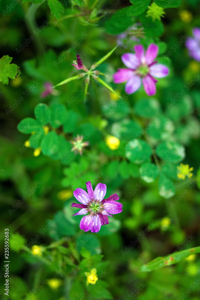 紫云莹/紫色花朵/朦胧梦幻的花朵背景