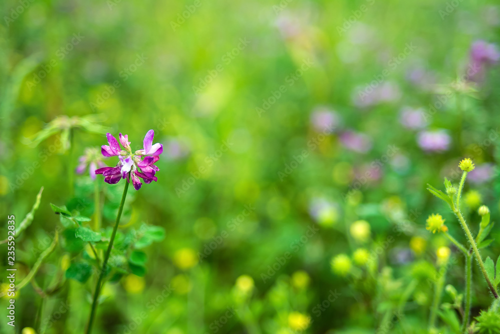 紫云莹/紫色花朵/朦胧梦幻的花朵背景