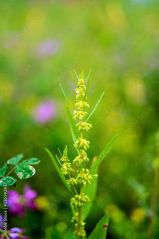 酸霉/朦胧梦幻的花朵背景