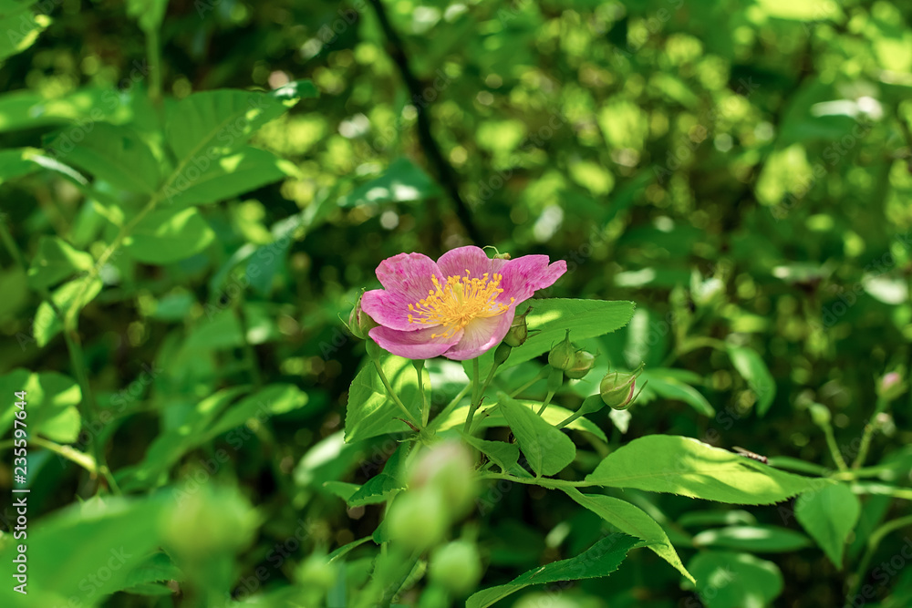 粉红野玫瑰花