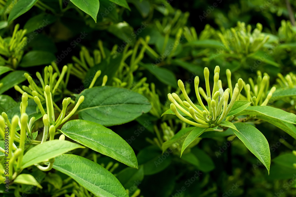 Chinese herbal medicine, tea, honeysuckle