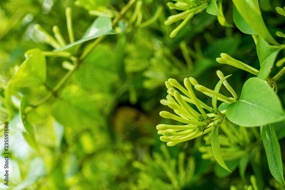 中草药、茶、金银花