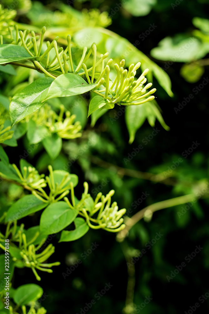 中草药、茶、金银花