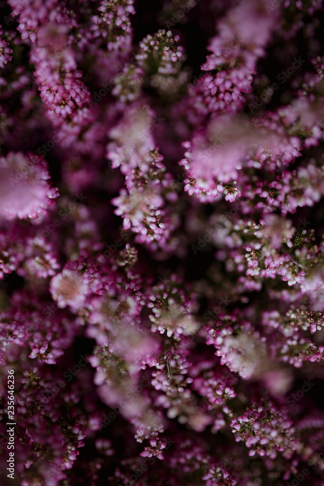 粉红色石南花灌木背景