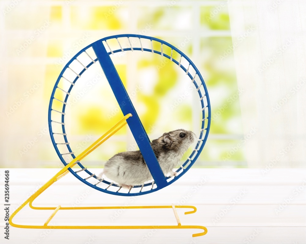 Hamster running in circle on wooden table