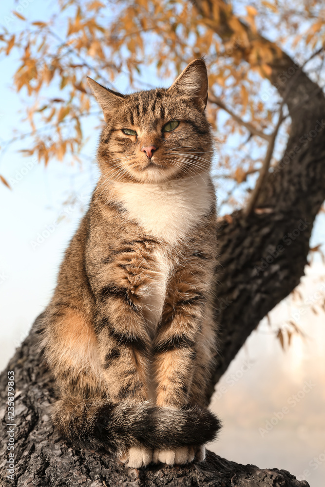 可爱的猫坐在秋天公园的树上