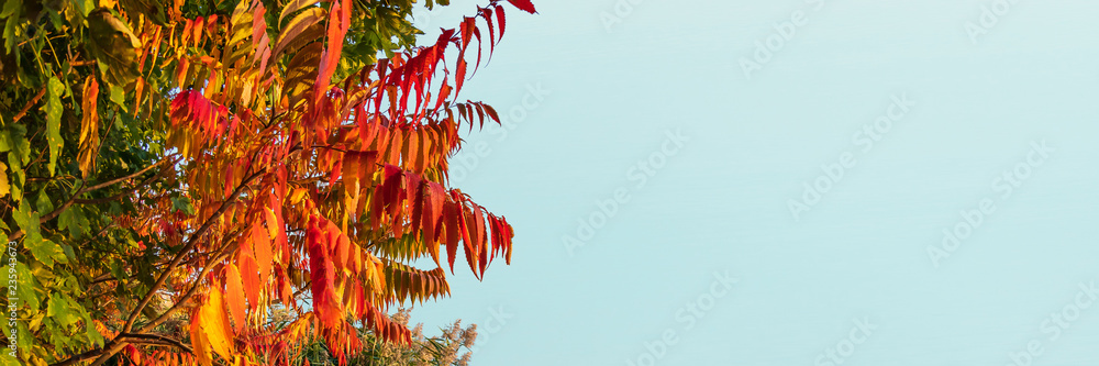 Bunte Herbstblätter vor blauem Hintergrund