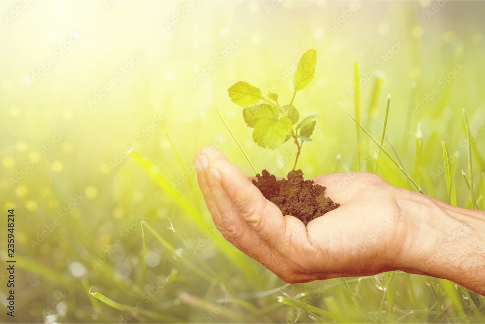 Green Growing Plant in Human Hand on beautiful natural