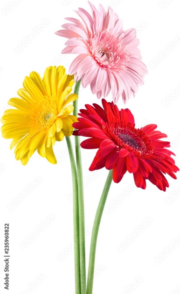 Red, Yellow and Pink Gerbera Daisies