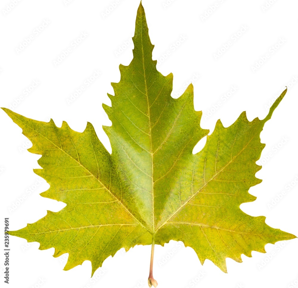 Fall maple leaf