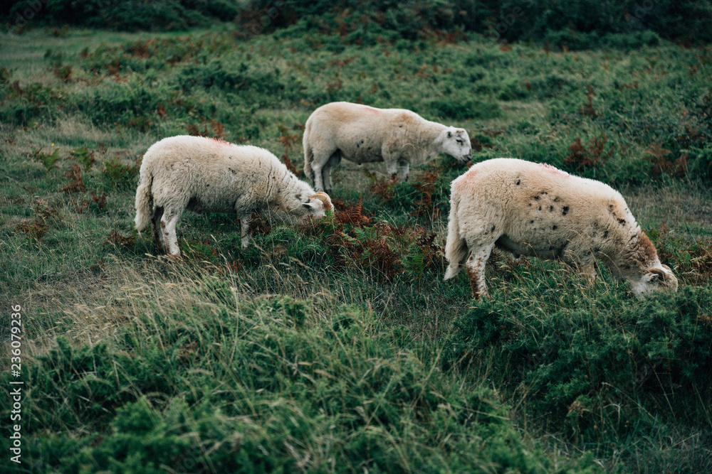 Sheep grazing in a field