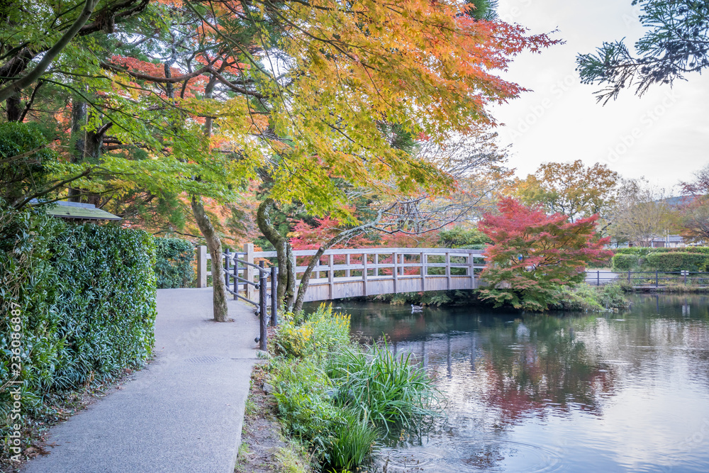 Beautiful red maple leaves at lake kinrinko, oita, Japan, in autumn sunny day, blue sky, close up, c