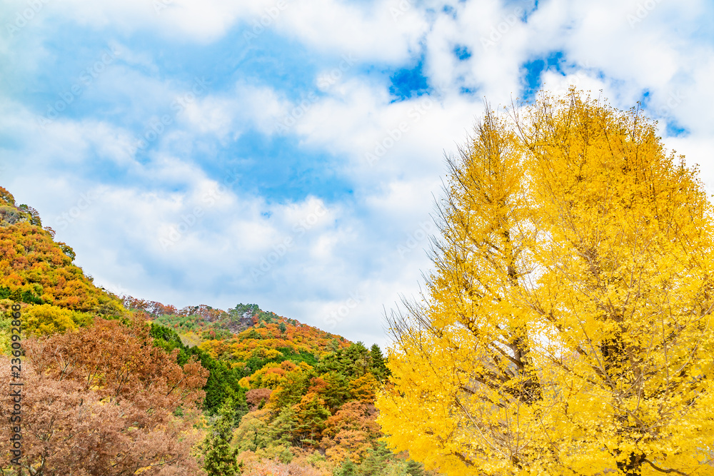 鮮やかに紅葉したイチョウと山