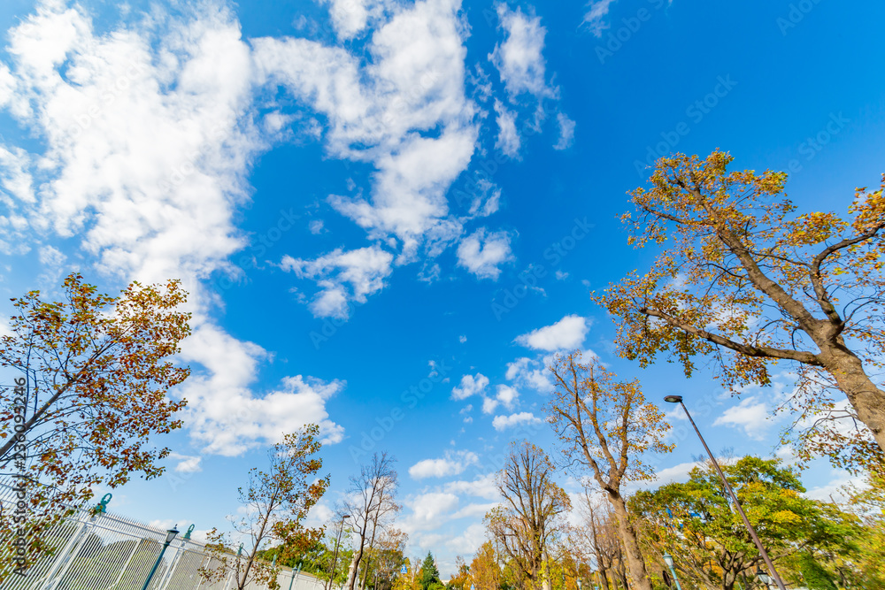 青空と紅葉