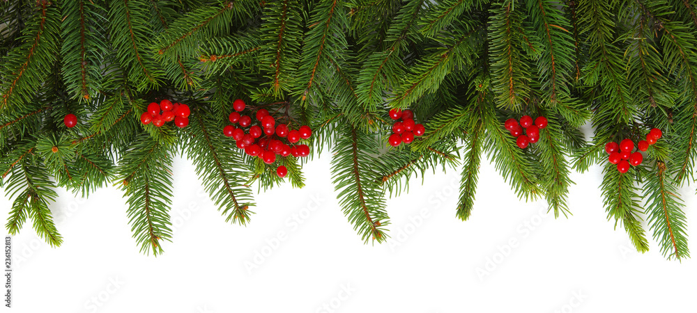 Fir tree branch isolated on white