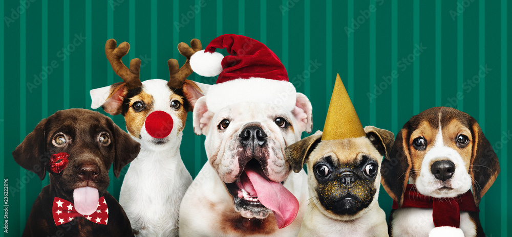 Group of puppies wearing Christmas costumes