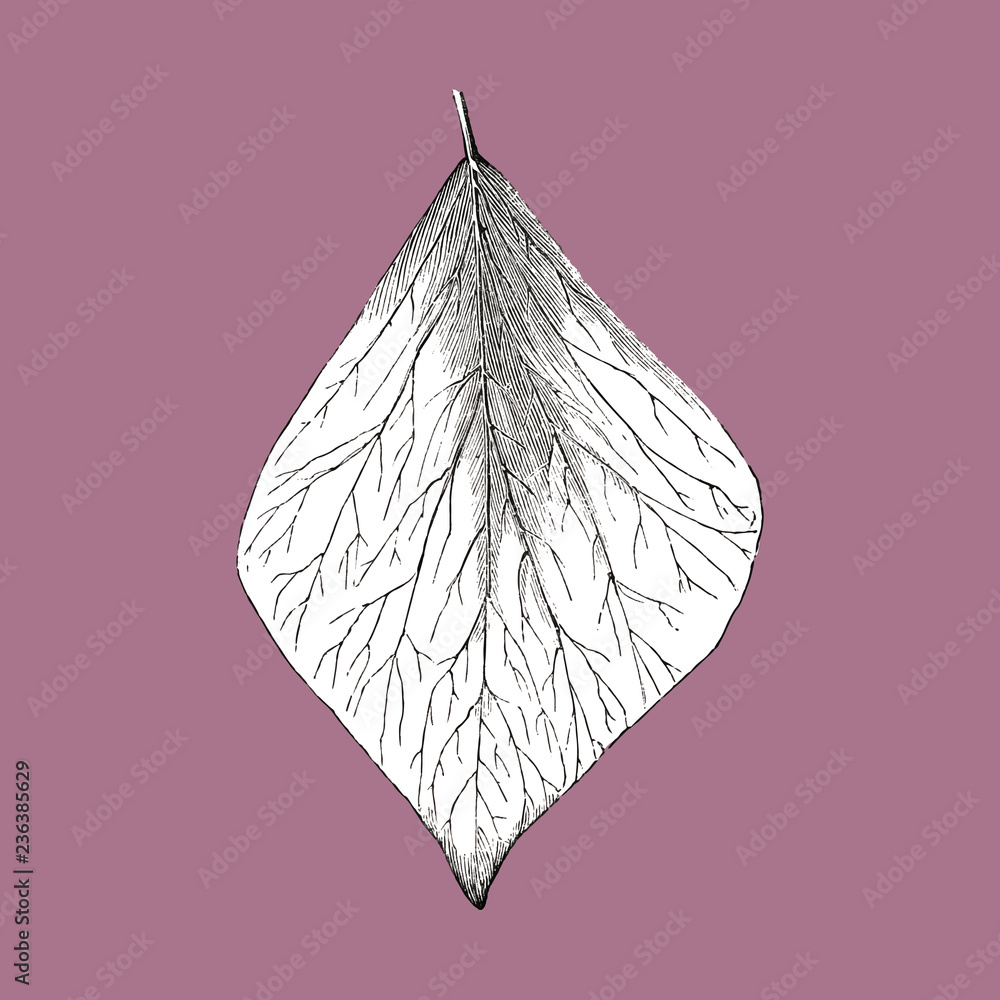 Vintage leaf illustration