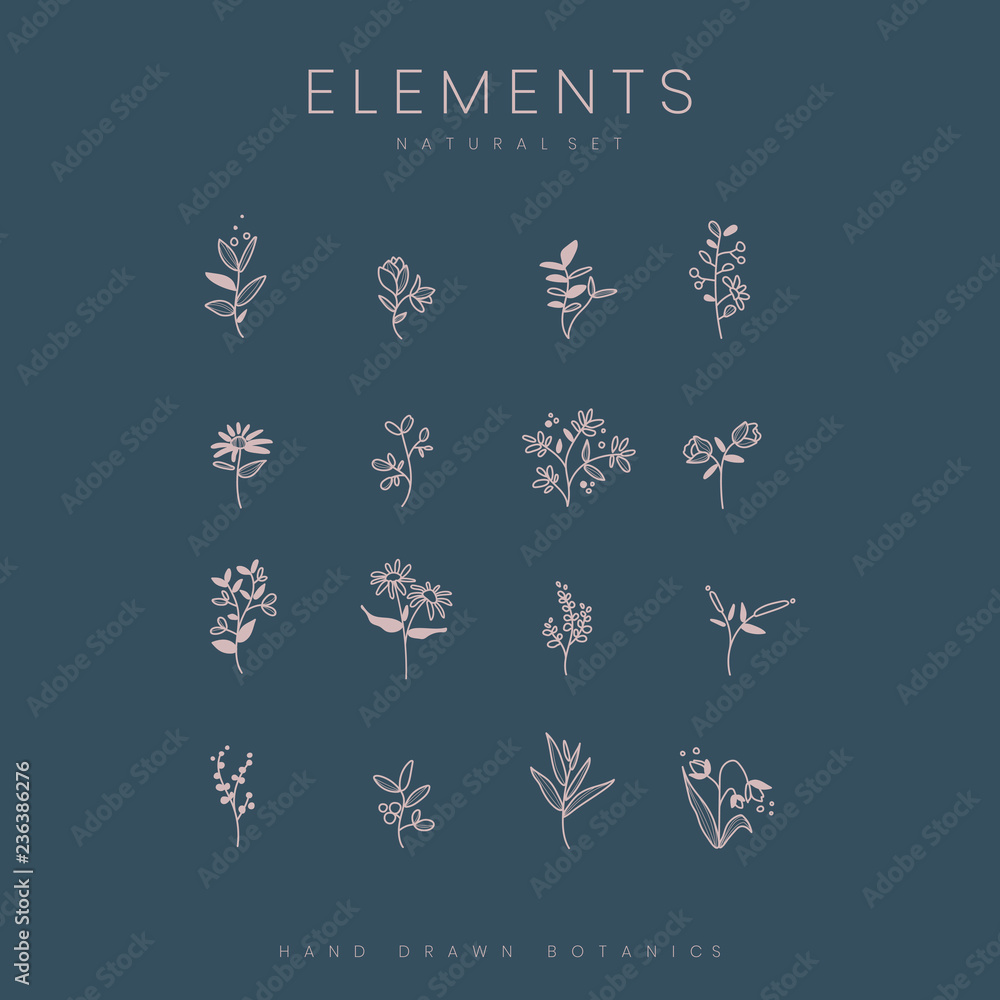 Set of hand drawn botanical elements vector