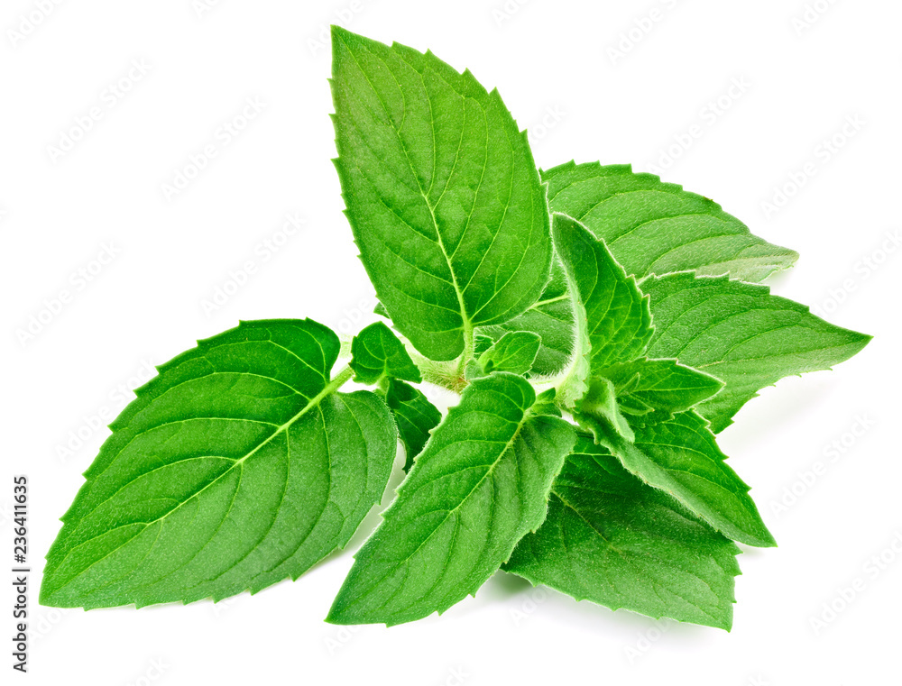 Fresh mint isolated Clipping Path