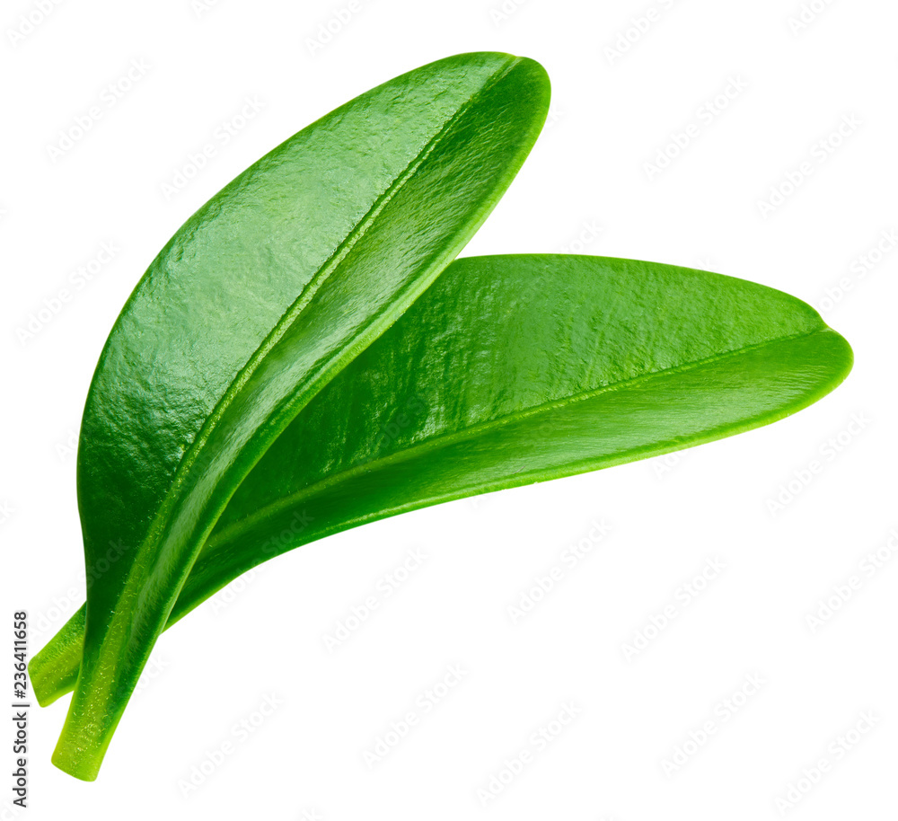 Berry leaves Clipping Path