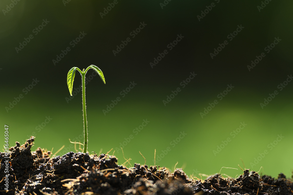 Young plant in the morning light on nature background