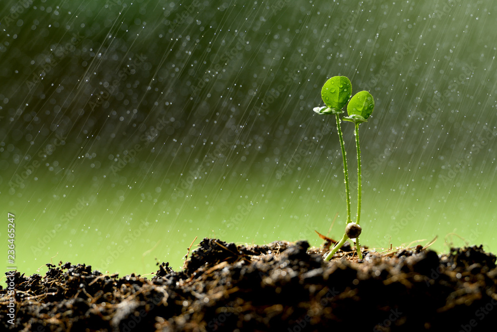 双胞胎幼株在雨中长在地上