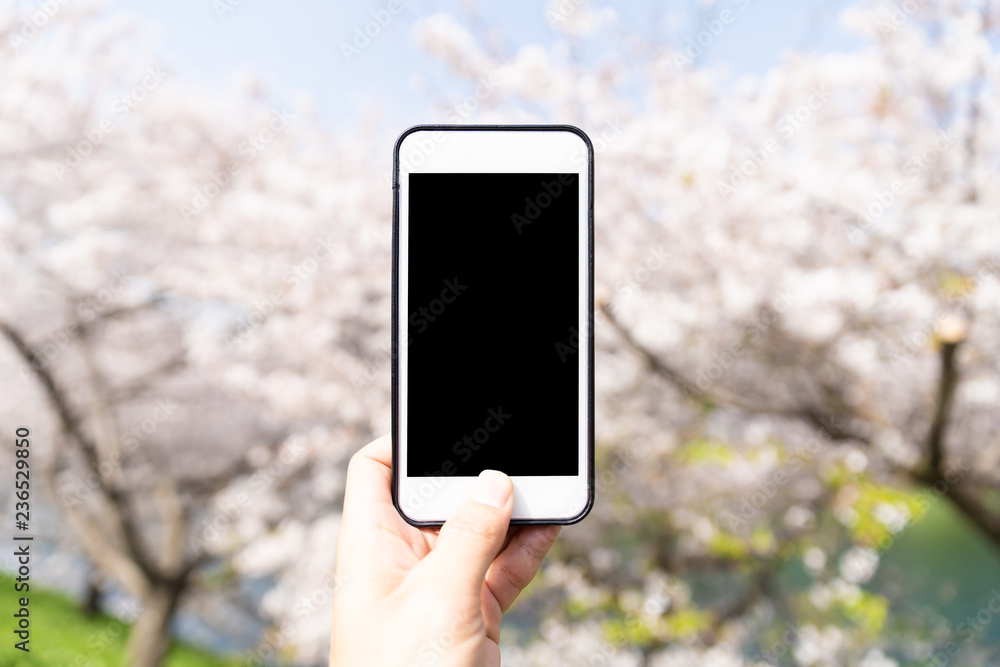 using smart phone to taking photo to cherry blossom 