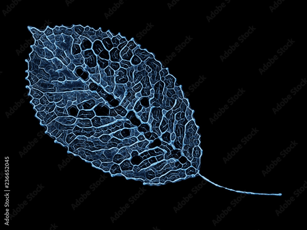 Fractal Leaf