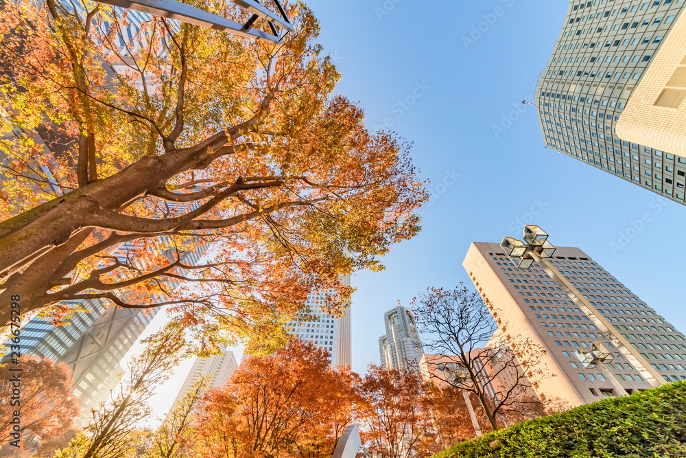 紅葉と新宿高層ビル群