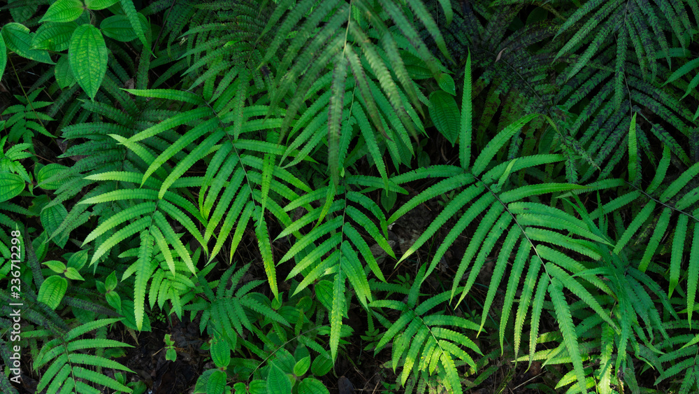 Fresh Green leaves texture for nature background and design,foliage nature background.