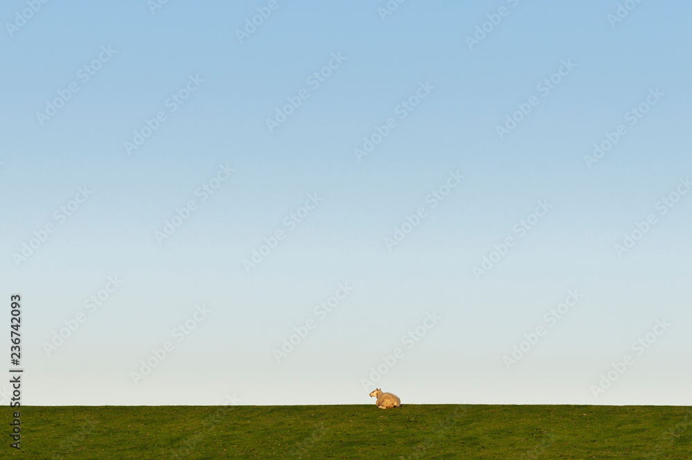 A sheep on a dike / German North Sea region, a sheep on a dike.