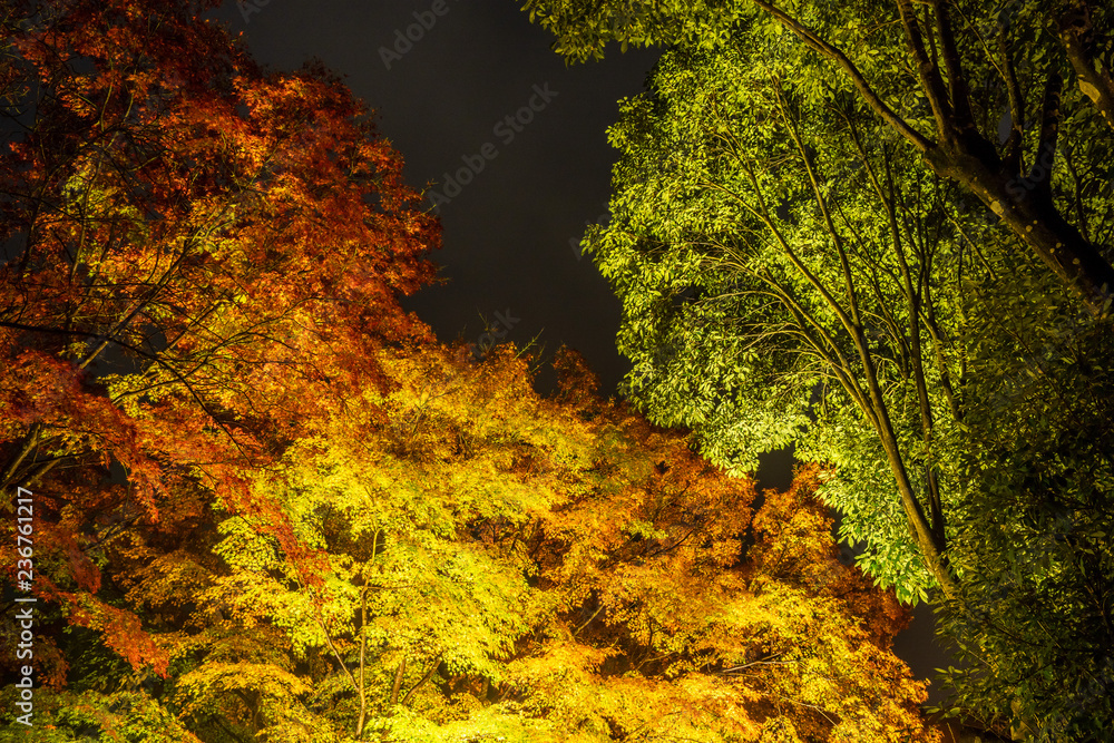 美丽的日本花园名为Mifuneyama Rakuen，秋天的夜景中有枫叶。